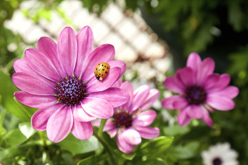 Obraz premium Ladybird resting on apurple osteospernum flower