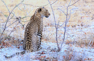 An elusive sighting of an African Leopard sitting within the bush veld in Etosha, 