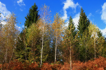 Colorful autumn forest in mountain near Sarajevo , Bosnia and Herzegovina