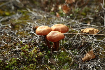 inedible mushrooms in the forest in nature