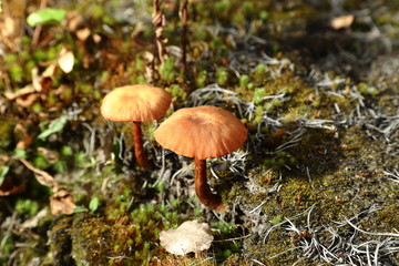 inedible mushrooms in the forest in nature