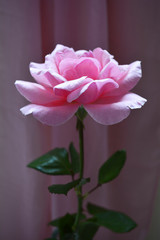 pink rose, flower blooming pink roses on a pink background