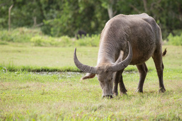 Obraz premium Buffalo tied up with rope on meadow. (Thailand)