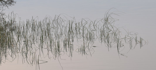 Silhouetted marsh grasses Bodmin Moor