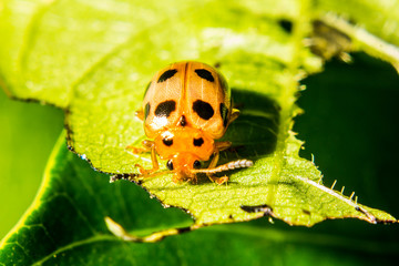Small insect expand macro