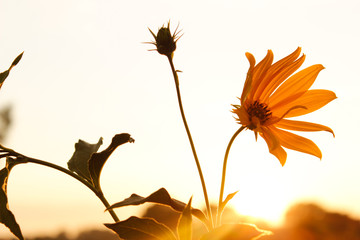 Yellow flower at sunset.