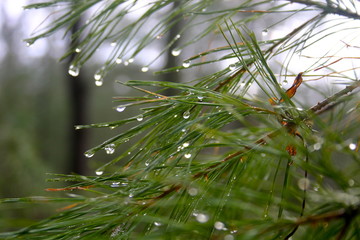 Naklejka na ściany i meble Droplets on Pine