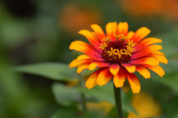 Zinnia flower