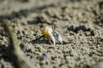 fiddler crab in mangrove forest 