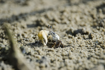 fiddler crab in mangrove forest 