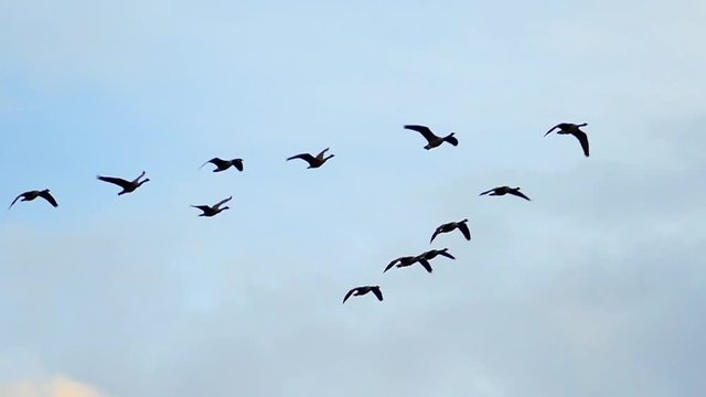 Graceful Flock of Geese Flying in Slow Motion
