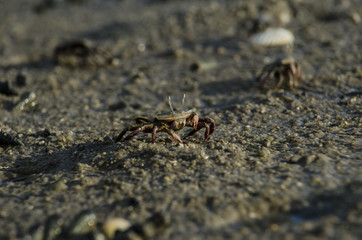 fiddler crab in mangrove forest 