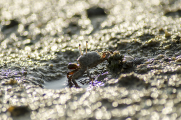 fiddler crab in mangrove forest 