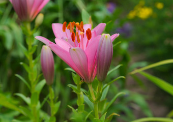 pink bright lilies in a flower bed