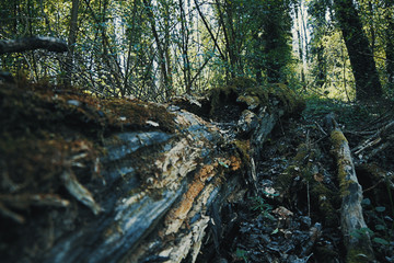 morsches Holzstück im Wald