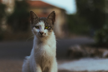 Naklejka na ściany i meble Katze in Kroatien