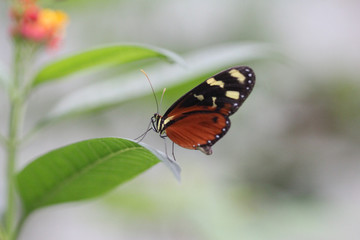 Fototapeta na wymiar tiger longwing butterfly (Heliconius hecale)