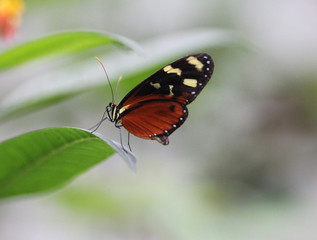 tiger longwing butterfly (Heliconius hecale)