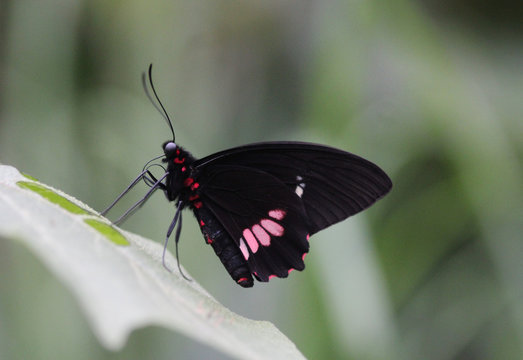 Transandean cattleheart (Parides iphidamas)
