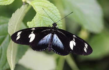 Fototapeta na wymiar Sara longwing butterfly (Heliconius sara)