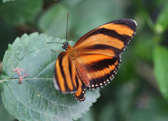 banded orange heliconian butterfly (Dryadula phaetusa)
