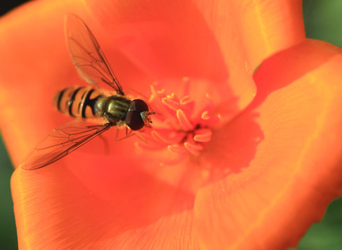 Fly On Flower