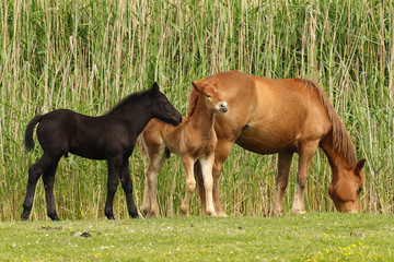 Fototapeta premium Horses on meadow mare and two foals