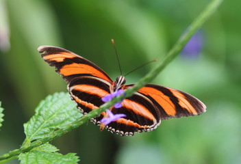 banded orange heliconian butterfly (Dryadula phaetusa)
