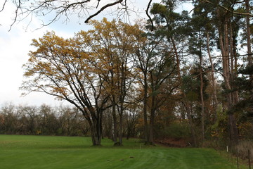 Herbstlandschaft, Autumn Landscape, bei Viernheim 