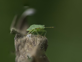 Macro insect