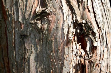 The skin of the tree. Unique nature.