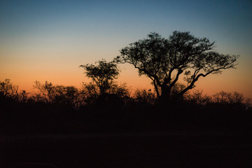 Silhouetted trees at sunset on African savannah