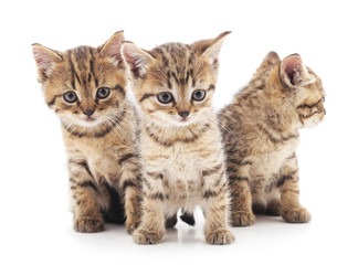 Fototapeta na wymiar Three little kittens.