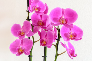 Obraz na płótnie Canvas Orchidee in pink isoliert auf weiss
