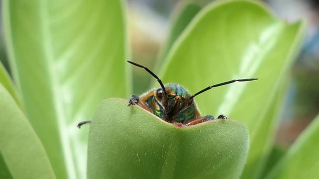 Insect as leaf beetles on green leaf in summer forest, macro 4k
