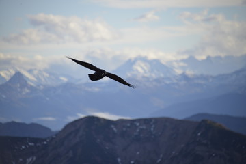 Fototapeta premium Adler im Voralpenland 2
