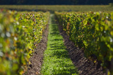 Vignoble automnal à Martillac, Nouvelle-Aquitiaine, Gironde, France
