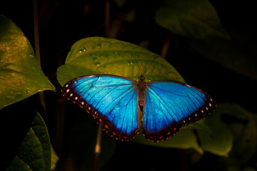 Bright blue Butterfly wings on green leaf