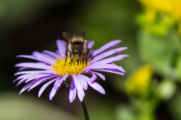 Bee sitting on purple daisy with pollen