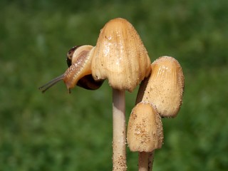 one snail on three mushrooms