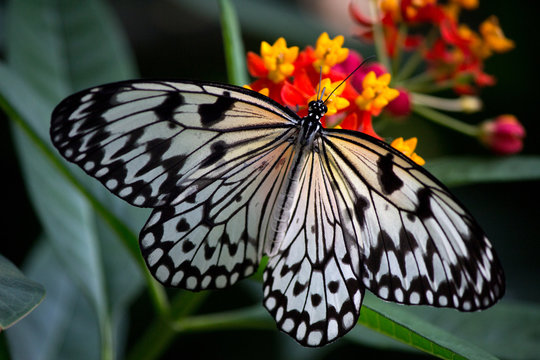 white and black butterfly on orange and yellow flowers