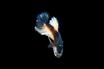 Betta fish blue color back background