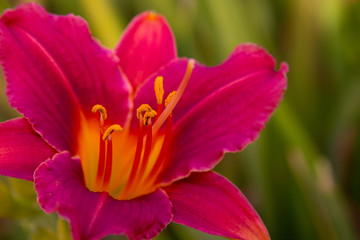 Fototapeta na wymiar Pink lily close-up