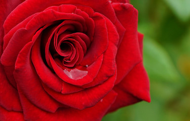 Red rose with water drops in the garden.
