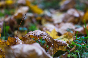 Yellow leaves on the maple during autumn