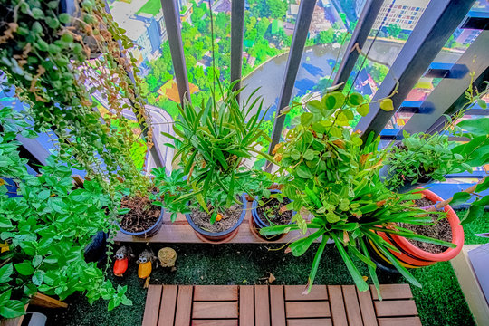 Natural Plants In The Hanging Pots At Balcony Garden