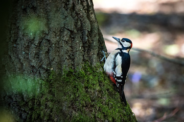 Woodpecker making a hole