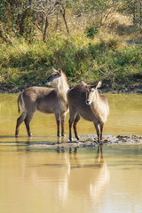 Two female Waterbuck antelopes in a standing in a pond