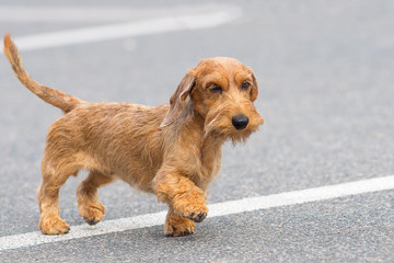 dog of terrier Close-up