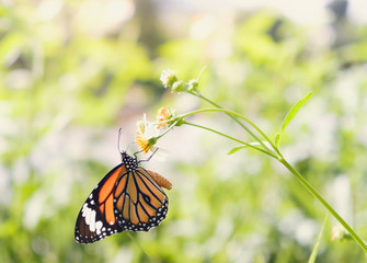 Fototapeta na wymiar Butterfly in wildlife and tone color vintage